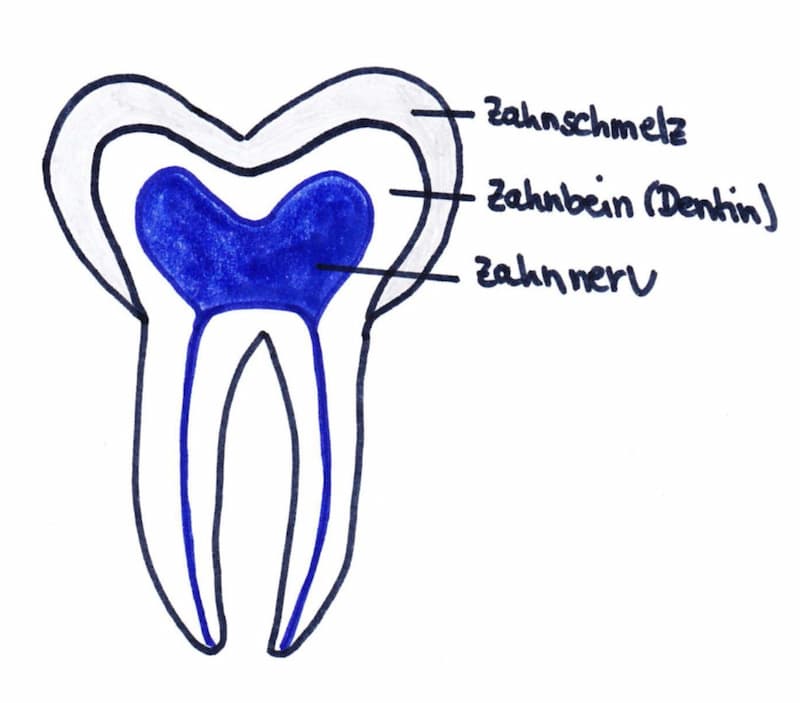 Aufbau eines Zahnes